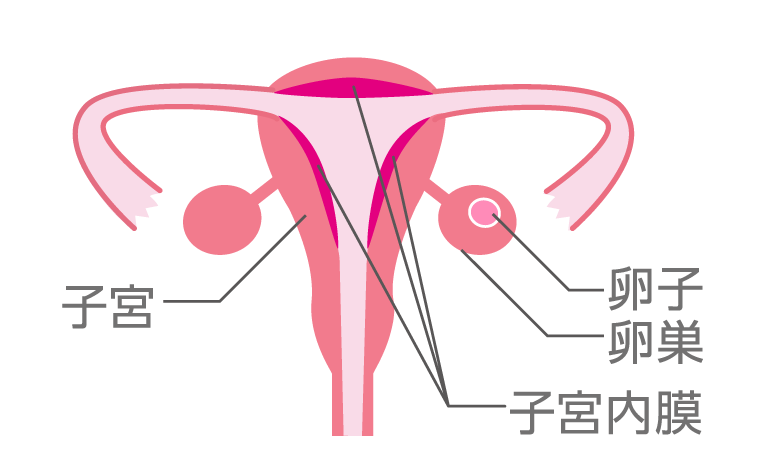 卵巣の中で卵子が成長