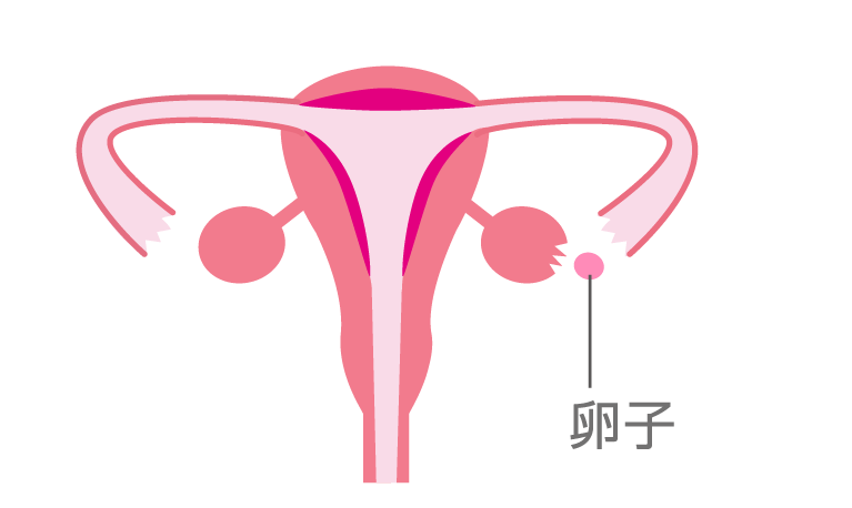 成長した卵子が卵巣から出発