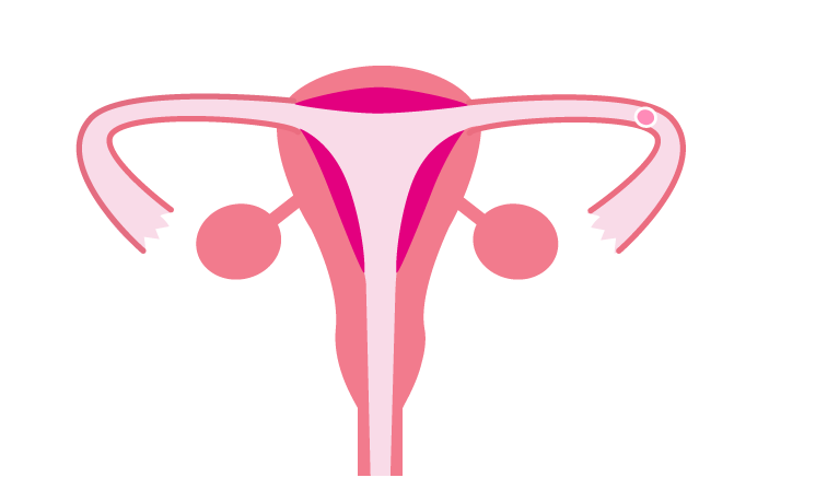 卵子は卵管で精子を待ちます