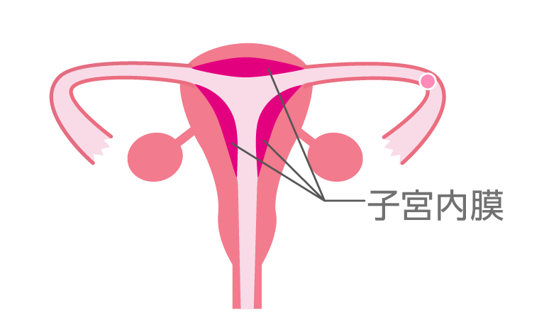 排卵後、黄体ホルモンが子宮内膜を厚くします