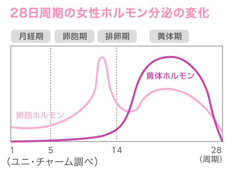 女性のからだは女性ホルモンの働きにより、おおよそ28日周期の中で4つの期間に分けられます。