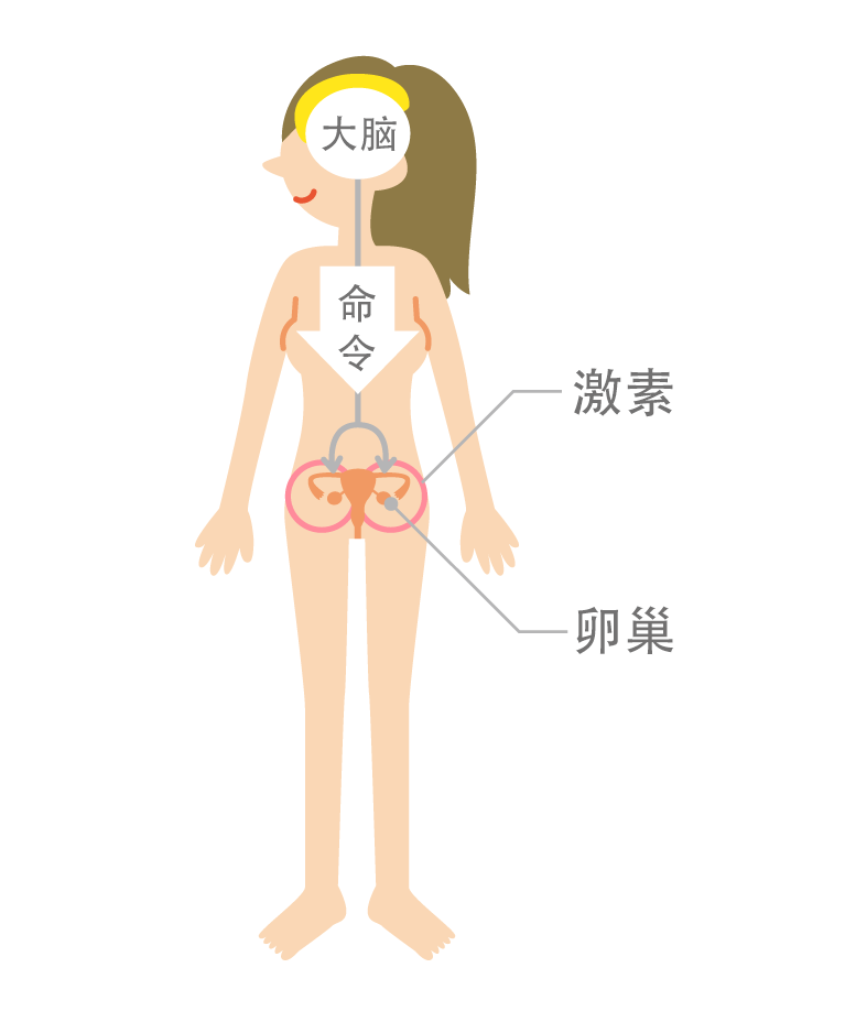 脳から命令を受けて女性ホルモンが出されます